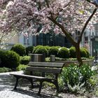 Frühling am Roseneck in Kronach