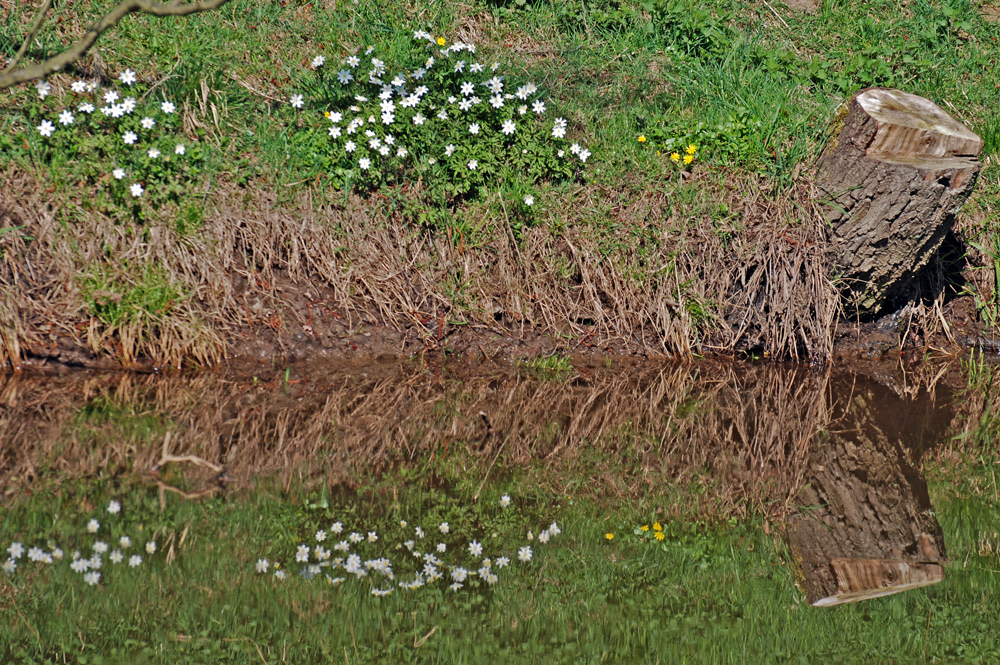 Frühling am Rotbach