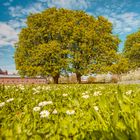 Frühling am Schloss Gottesaue