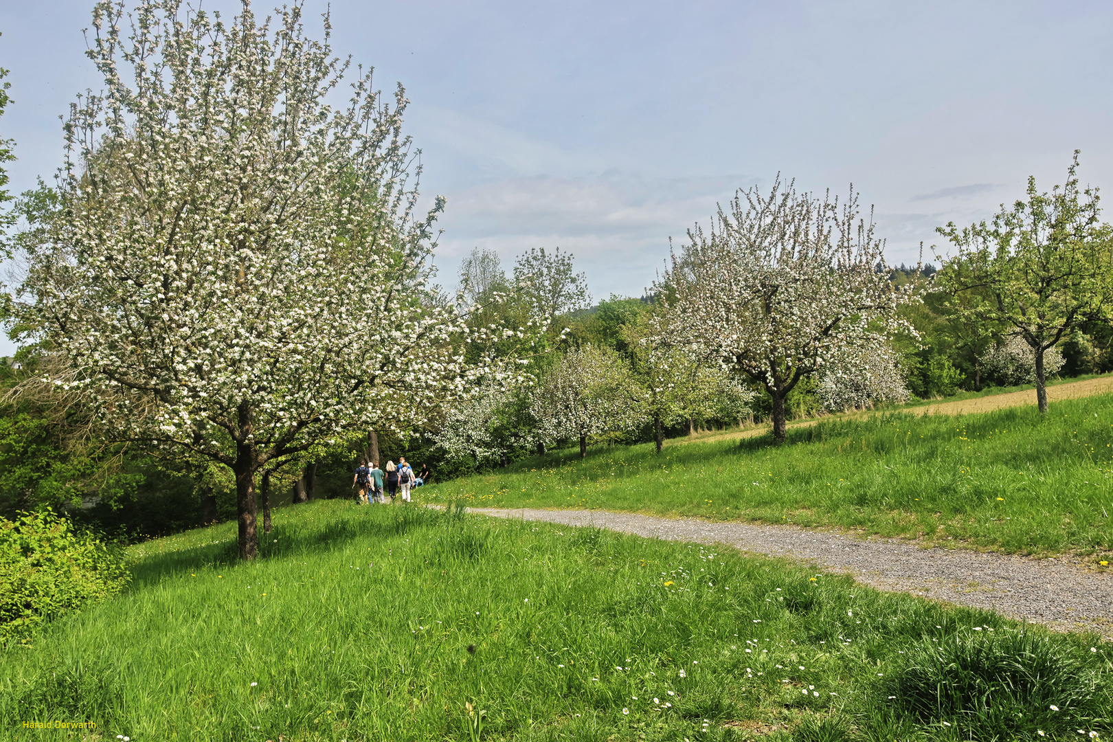 Frühling am Schlosswiesensee