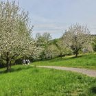 Frühling am Schlosswiesensee