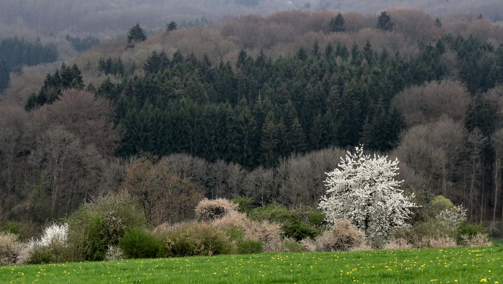 Frühling am Schönbuchrand