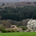 Frühling am Schönbuchrand