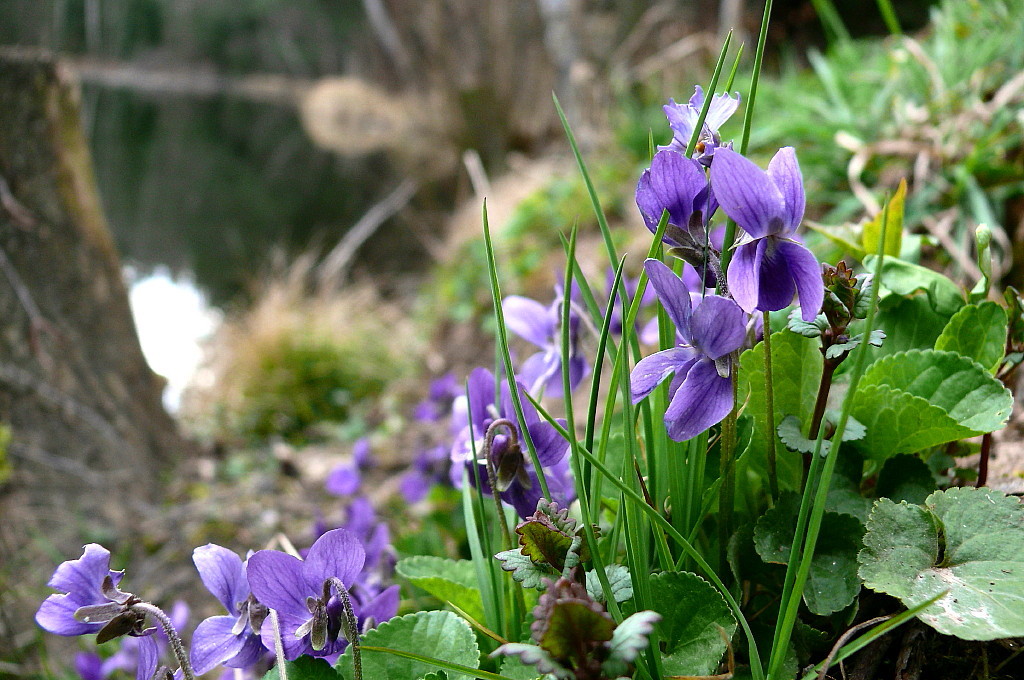 Frühling am Schwarzen Teich