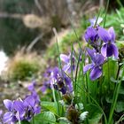 Frühling am Schwarzen Teich