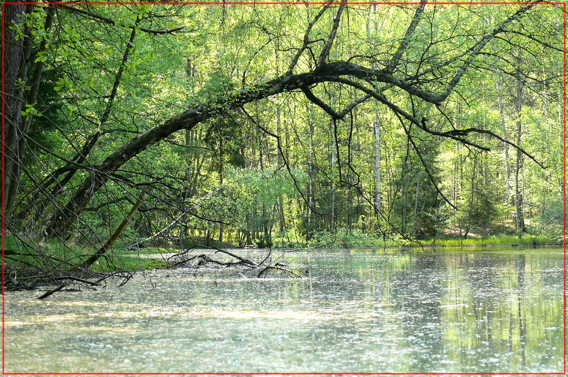 Frühling am Schwarzen Teich Foto & Bild landschaft, bach, fluss & see
