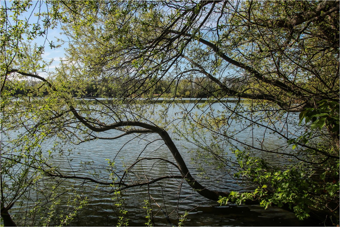 Frühling am See (1)