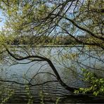 Frühling am See (1)