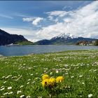 Frühling am See