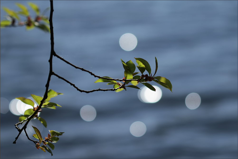 Frühling am See