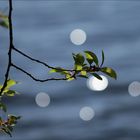 Frühling am See