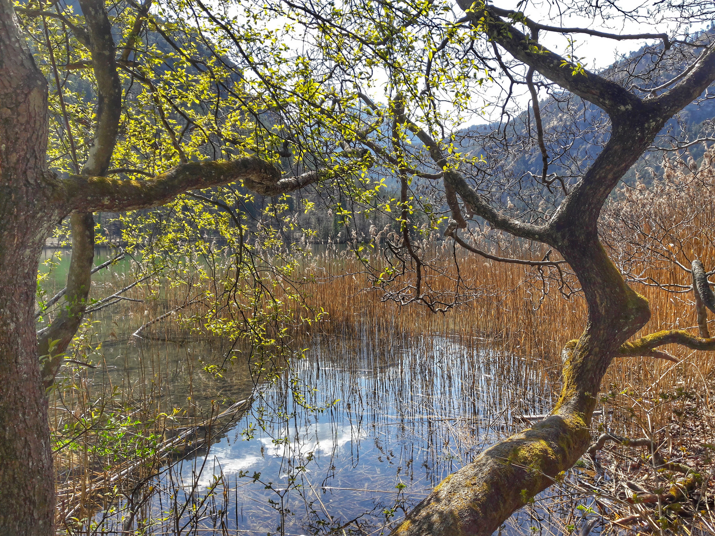 frühling am see