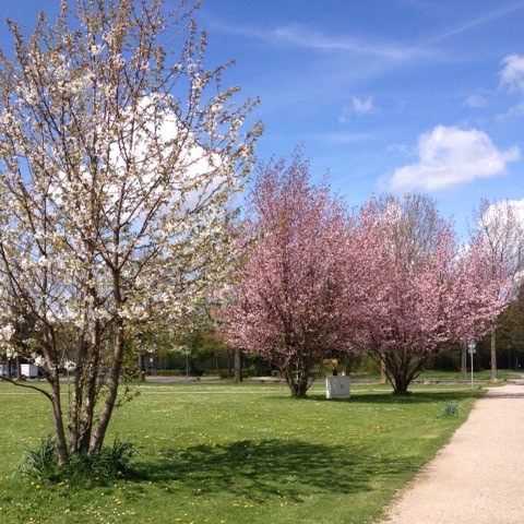 Frühling am See