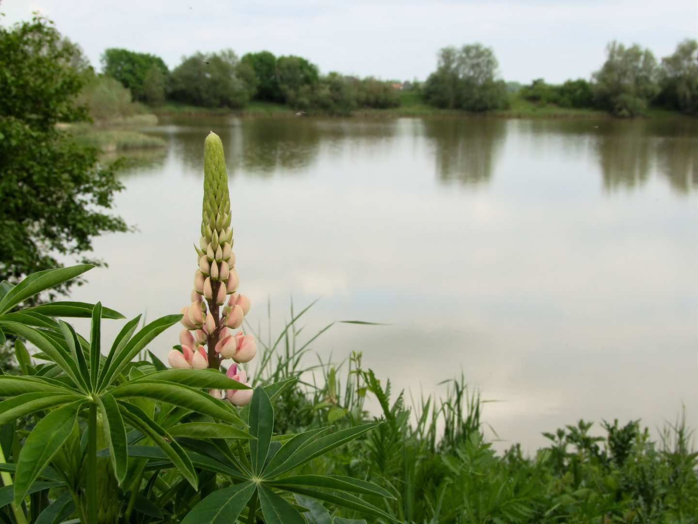 Frühling am See