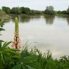 Frühling am See