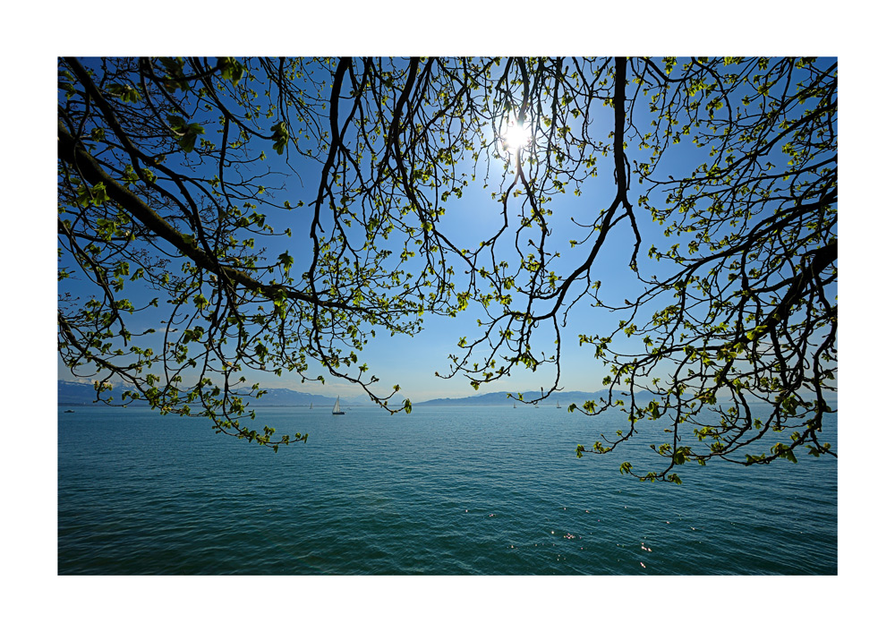 Frühling am See