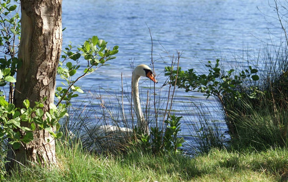 Frühling am See