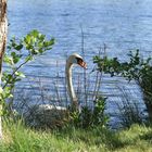 Frühling am See