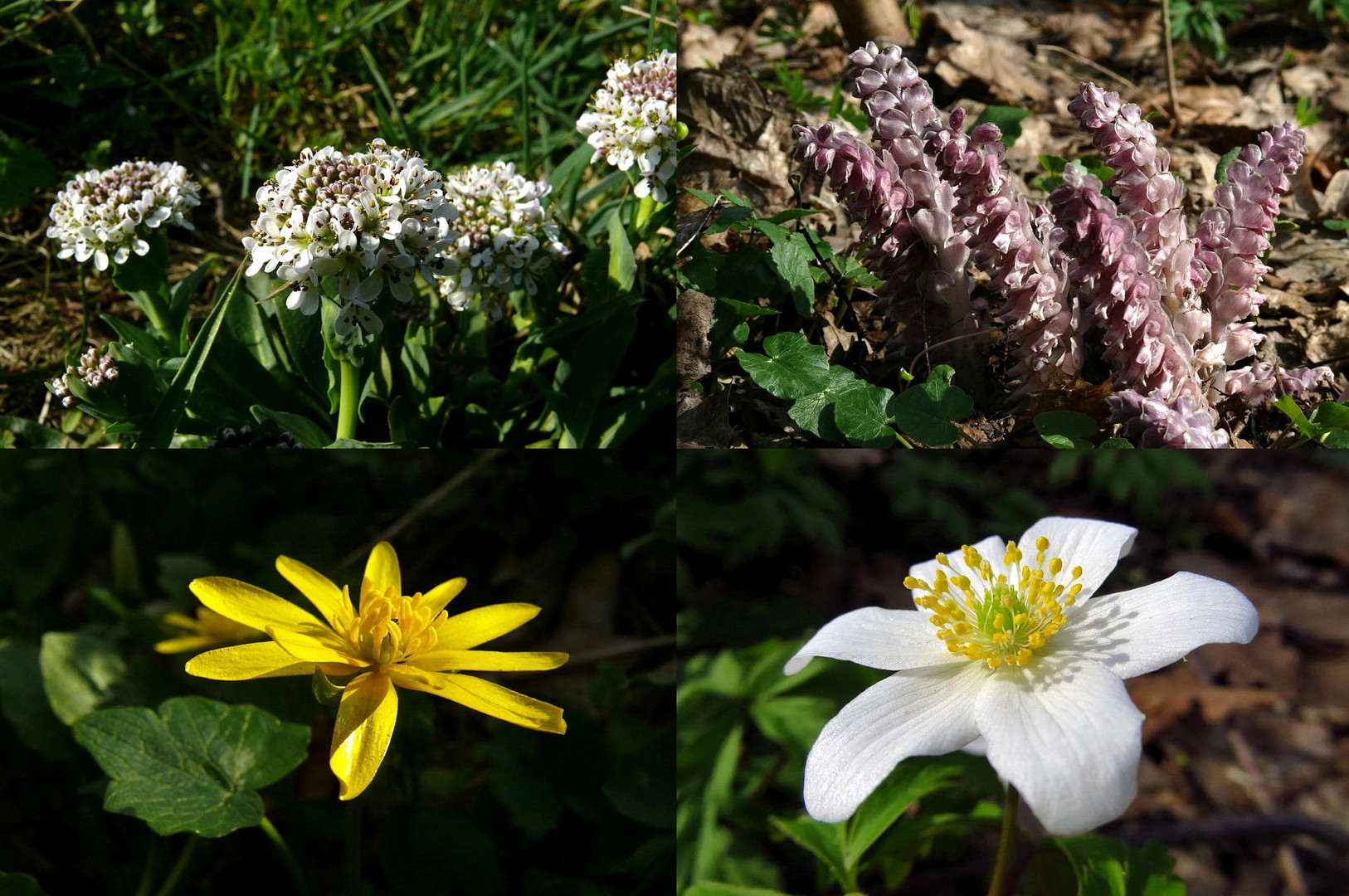 Frühling am See