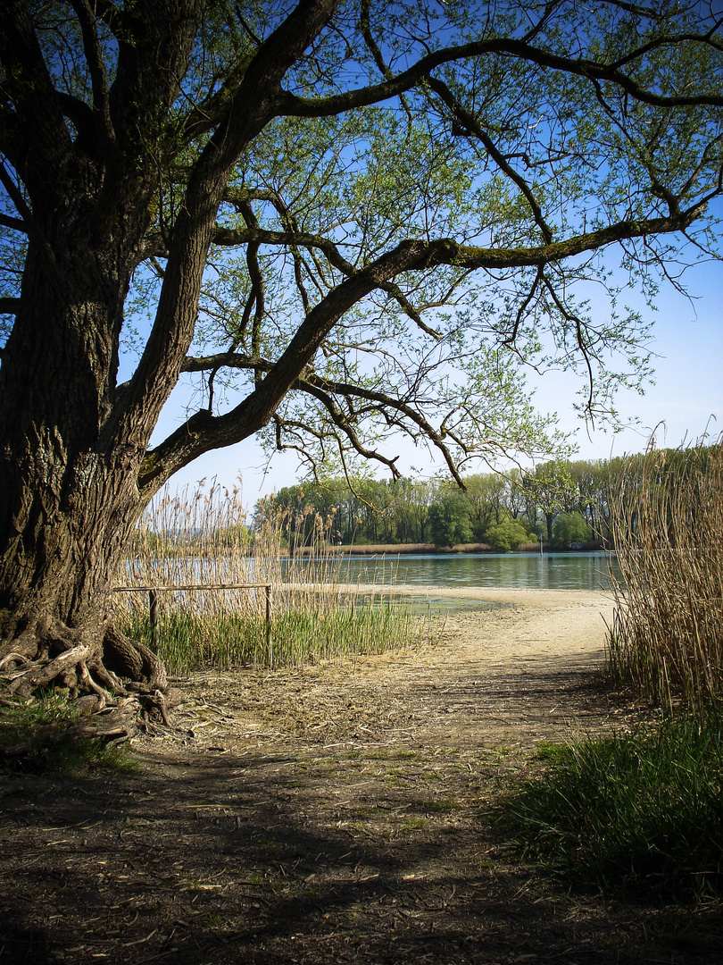 Frühling am See