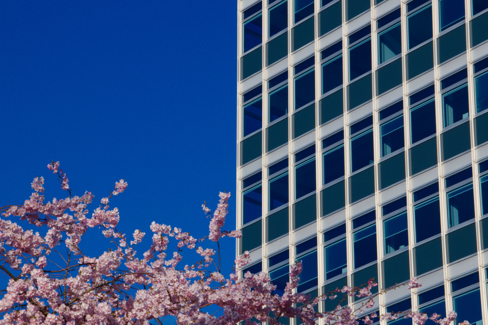 Frühling am Servatiiplatz 