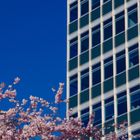 Frühling am Servatiiplatz 