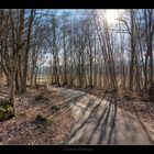 Frühling am sonnigen Weg