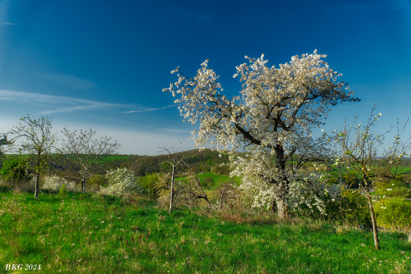 Frühling am Stadtrand 