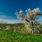 Frühling am Stadtrand 