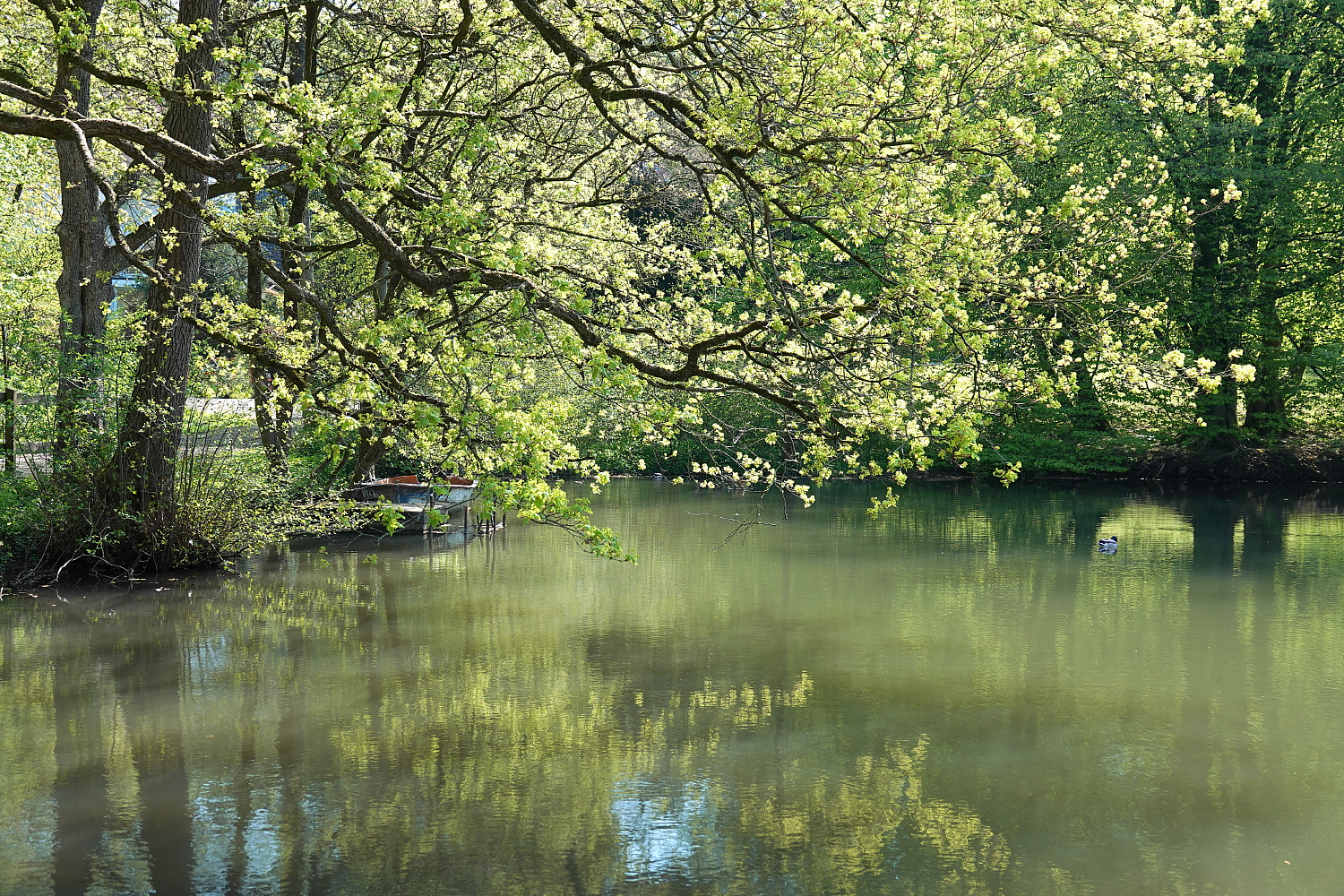 Frühling am Stauteich