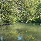 Frühling am Stauteich