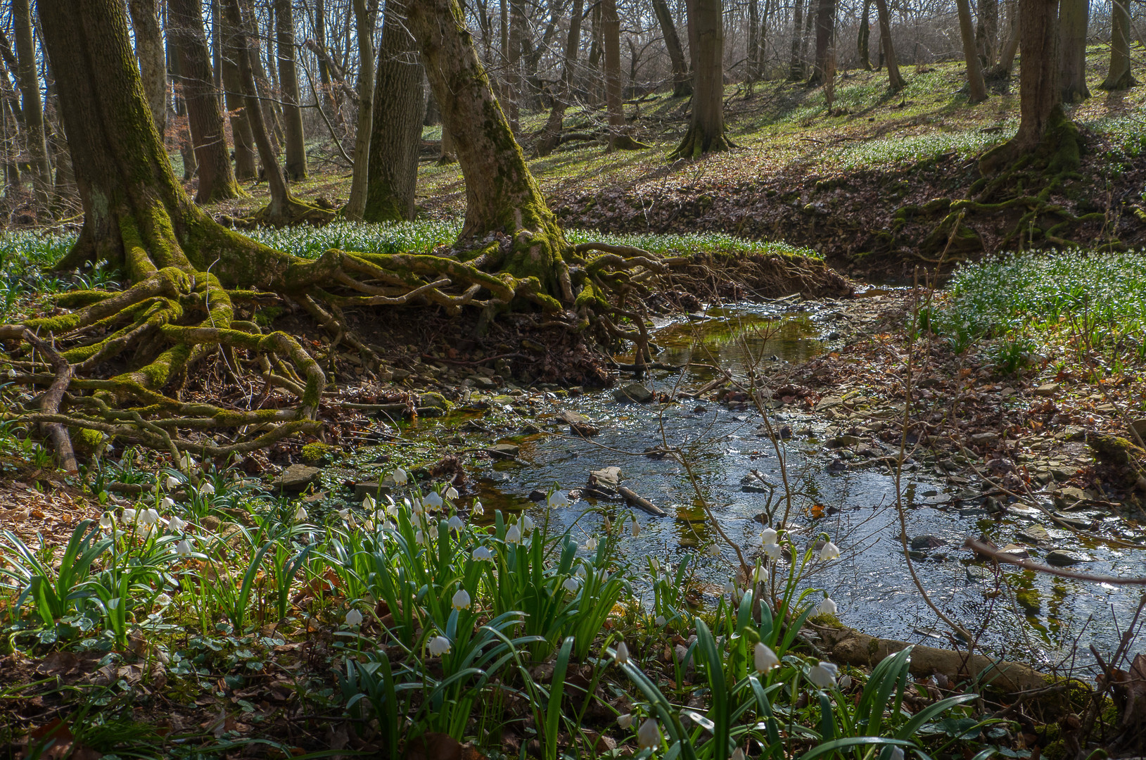 Frühling am Steingraben