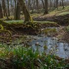 Frühling am Steingraben