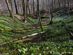 Frühling am Steingraben