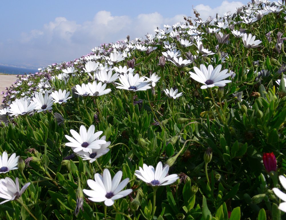 Frühling am Strand