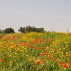 Frühling am Straßenrand