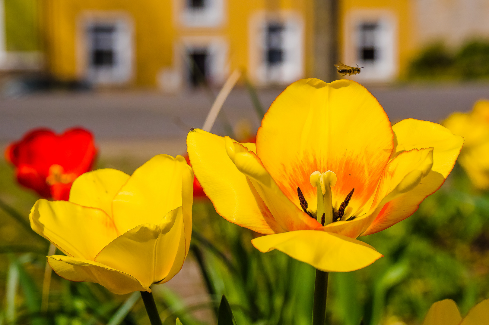 Frühling am Straßenrand