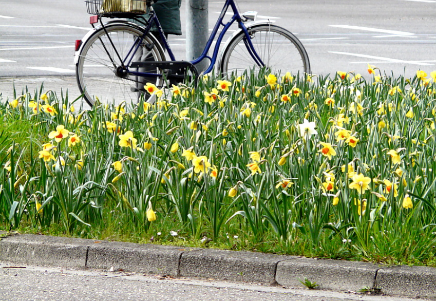 Frühling am Strassenrand