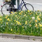 Frühling am Strassenrand