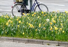 Frühling am Strassenrand