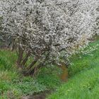 Frühling am Strümpfelbach