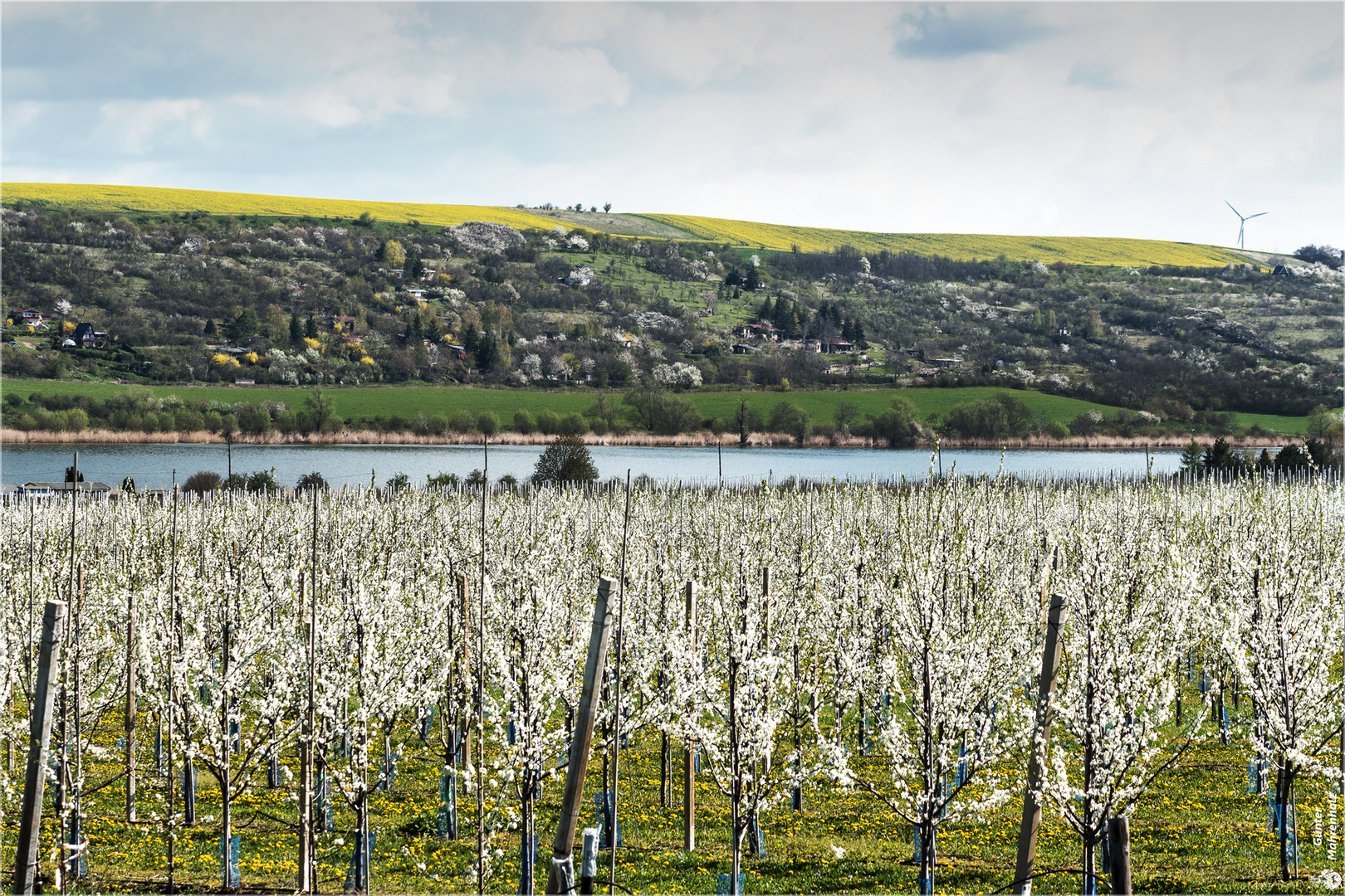 Frühling am Süßen See