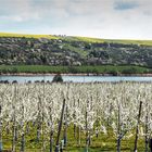 Frühling am Süßen See