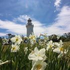 Frühling am Table Cape Leuchtturm in Tasmanien