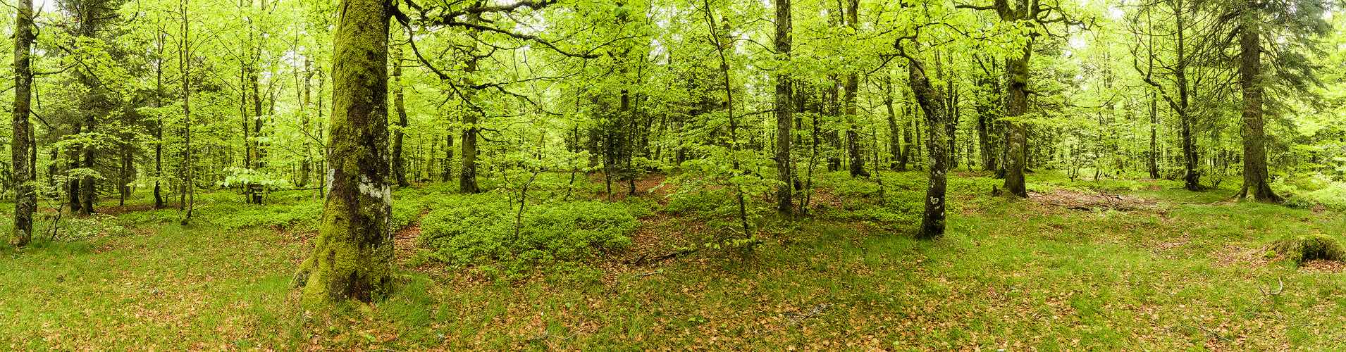 Frühling am Tanet