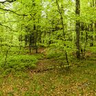 Frühling am Tanet