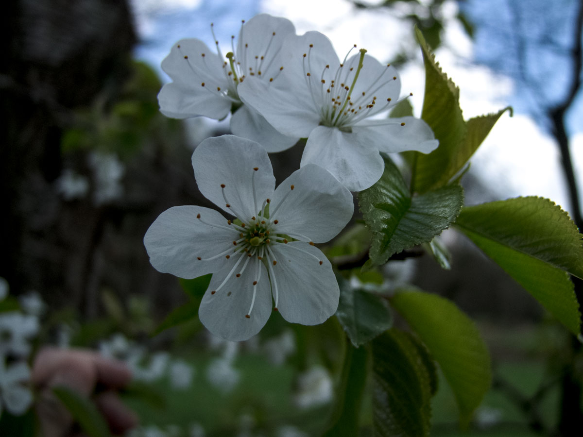 frühling am tecklenburger südhang