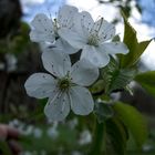 frühling am tecklenburger südhang