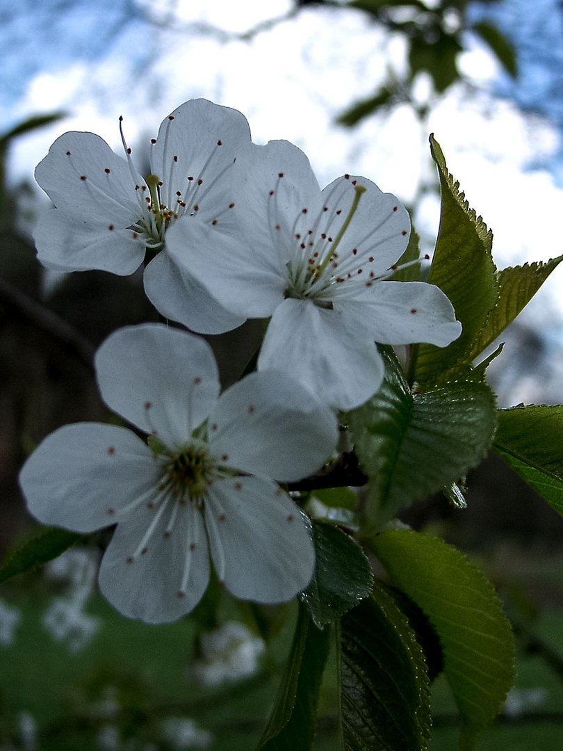 frühling am tecklenburger südhang