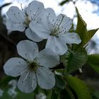 frühling am tecklenburger südhang